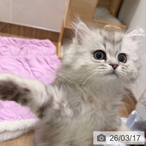 岡山県のミヌエット (ペッツワン 岡山南店/2025年12月31日生まれ/男の子/シルバータビー)の子猫の3枚目の画像