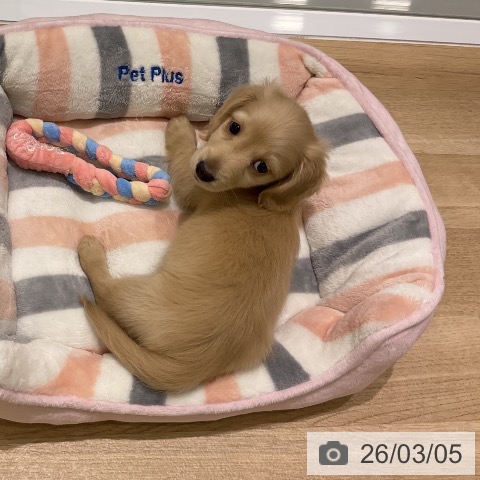 岩手県のミニチュアダックスフンド(ロング) (ペットプラス 盛岡南店/2025年12月31日生まれ/男の子/イエロー)の子犬の4枚目の画像