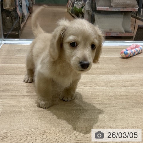 岩手県のミニチュアダックスフンド(ロング) (ペットプラス 盛岡南店/2025年12月31日生まれ/男の子/イエロー)の子犬の3枚目の画像