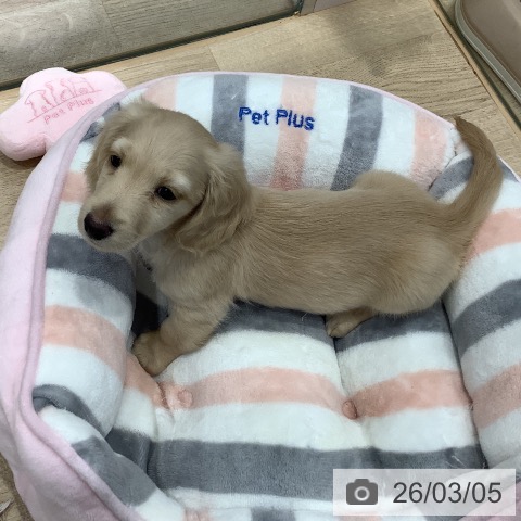 ミニチュア・ダックスフンドの写真