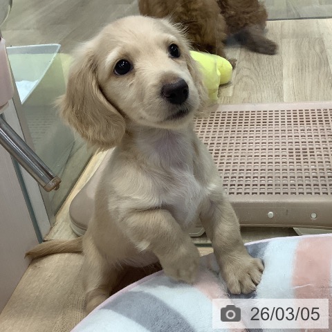 ミニチュア・ダックスフンドの写真