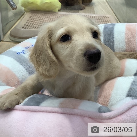 ミニチュア・ダックスフンドの写真