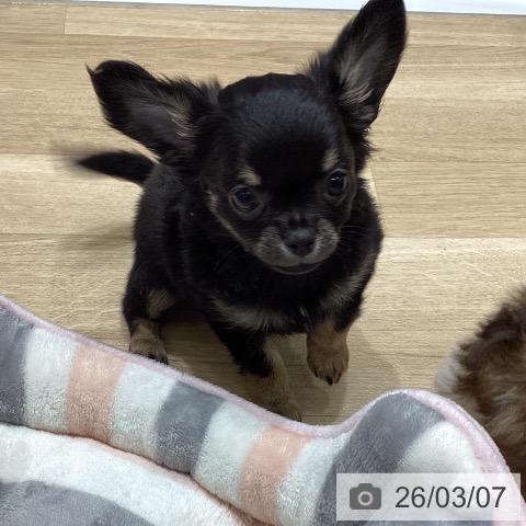 宮城県のチワワ(ロング) (ペットプラス 名取店/2026年1月3日生まれ/男の子/ブラックタンホワイト)の子犬の3枚目の画像