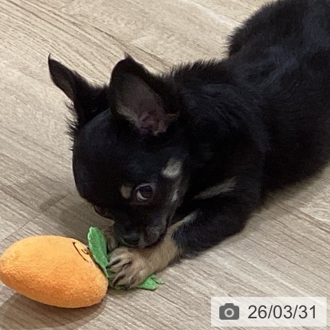 山形県のチワワ(ロング) (ペットプラス 天童店/2026年1月3日生まれ/男の子/ブラックタンホワイト)の子犬の4枚目の画像