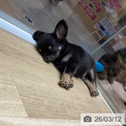 山形県のチワワ(ロング) (ペットプラス 天童店/2026年1月3日生まれ/男の子/ブラックタンホワイト)の子犬の3枚目の画像