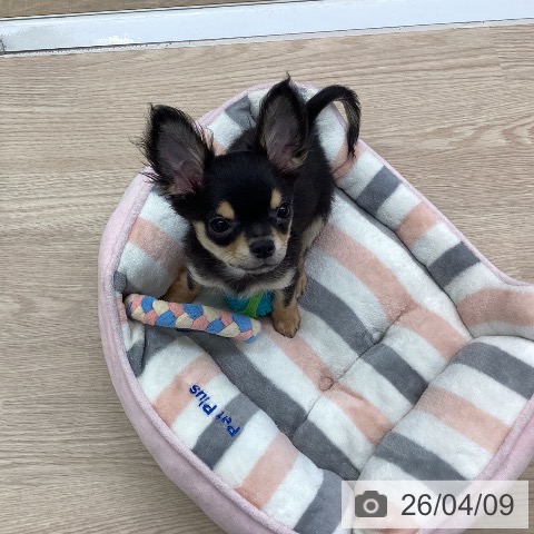 埼玉県のチワワ(ロング) (ペットプラス 八潮店/2026年1月3日生まれ/男の子/ブラックタンホワイト)の子犬の3枚目の画像