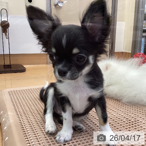 神奈川県のチワワ(ロング) (ペッツワン 横須賀久里浜店/2026年1月3日生まれ/女の子/ブラックタンホワイト)の子犬の4枚目の画像
