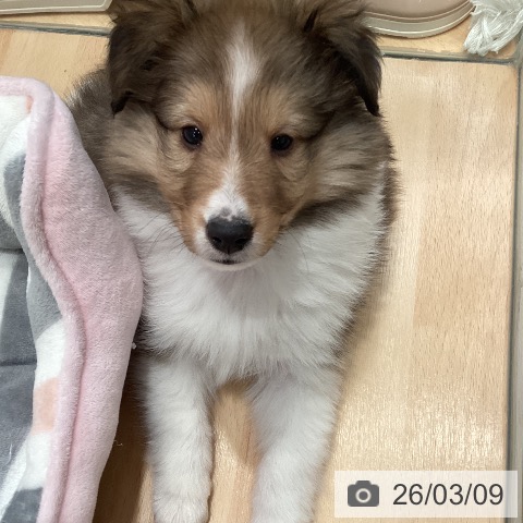 シェットランド・シープドッグの写真