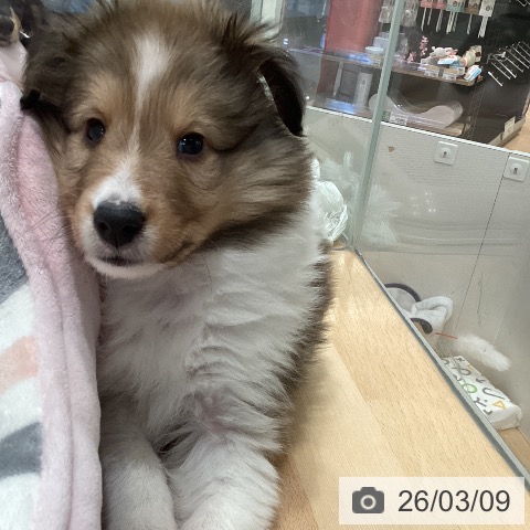 シェットランド・シープドッグの写真