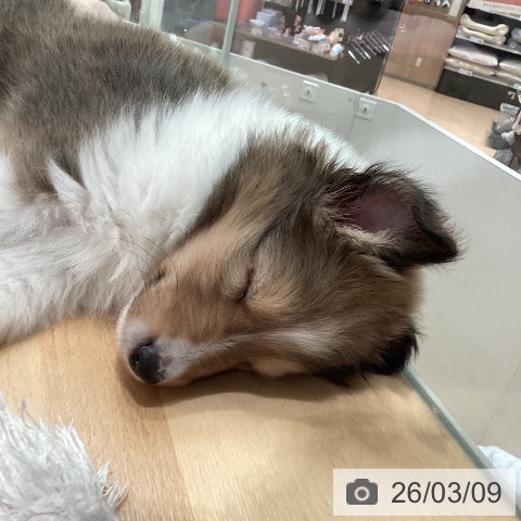 シェットランド・シープドッグの写真