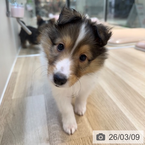 東京都のシェットランドシープドッグ (ペットプラス アクアシティお台場店/2025年12月30日生まれ/男の子/セーブルホワイト)の子犬の4枚目の画像
