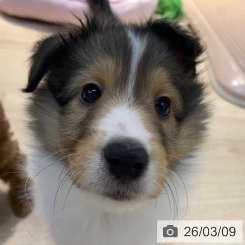 東京都のシェットランドシープドッグ (ペットプラス アクアシティお台場店/2025年12月30日生まれ/男の子/セーブルホワイト)の子犬の3枚目の画像