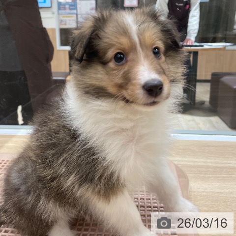 埼玉県のシェットランドシープドッグ (ペットプラス ららぽーと富士見店/2025年12月30日生まれ/女の子/セーブルホワイト)の子犬の3枚目の画像