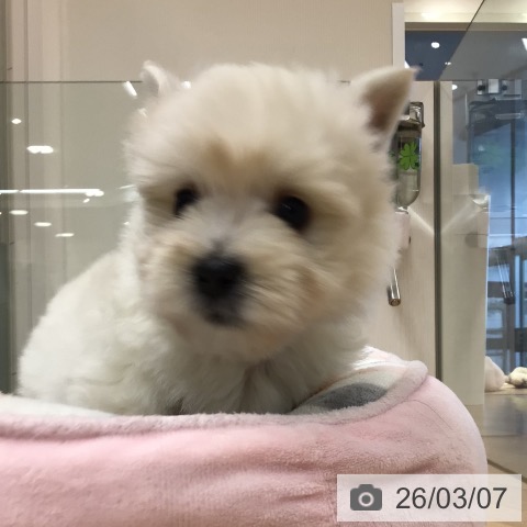 ウエスト・ハイランド・ホワイト・テリアの写真