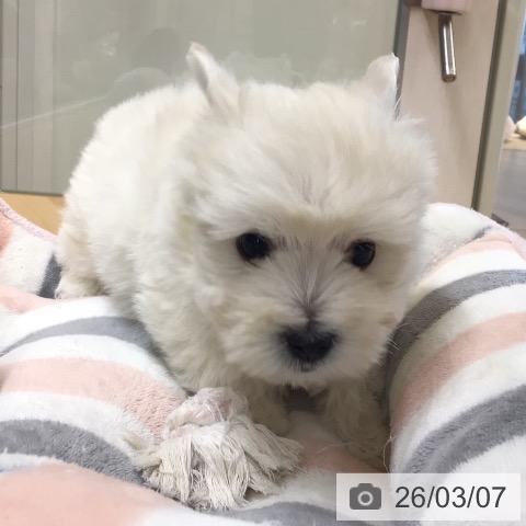 ウエスト・ハイランド・ホワイト・テリアの写真