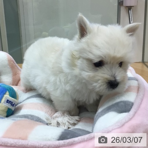 ウエスト・ハイランド・ホワイト・テリアの写真