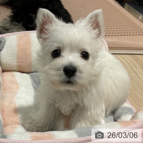 ウエスト・ハイランド・ホワイト・テリアの写真