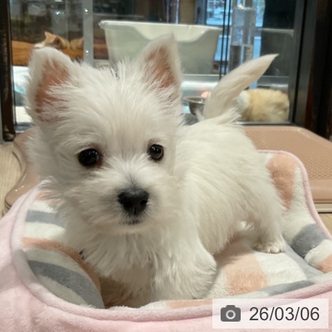 ウエスト・ハイランド・ホワイト・テリアの写真