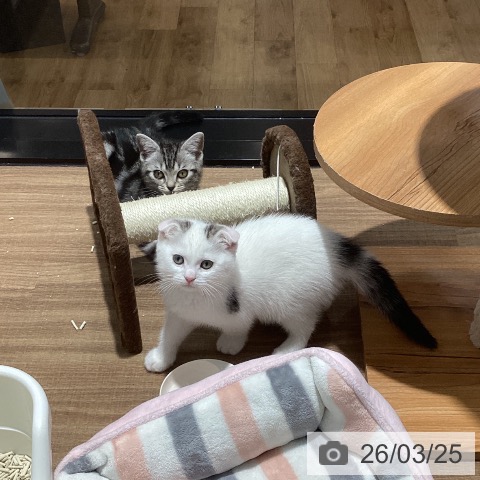 スコティッシュフォールドの写真