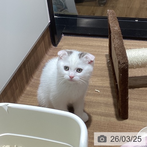 東京都のスコティッシュフォールド (ペッツワン 青梅インター店/2026年1月2日生まれ/男の子/ブラウンタビーホワイト)の子猫の4枚目の画像