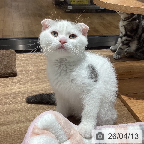 東京都のスコティッシュフォールド (ペッツワン 青梅インター店/2026年1月2日生まれ/男の子/ブラウンタビーホワイト)の子猫の3枚目の画像
