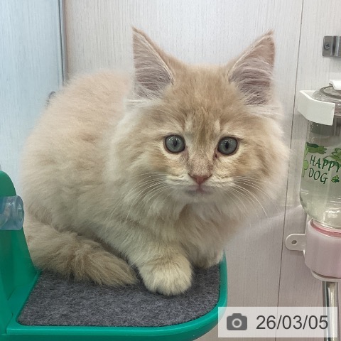 サイベリアンの写真