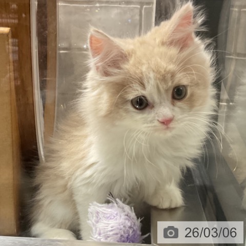 サイベリアンの写真