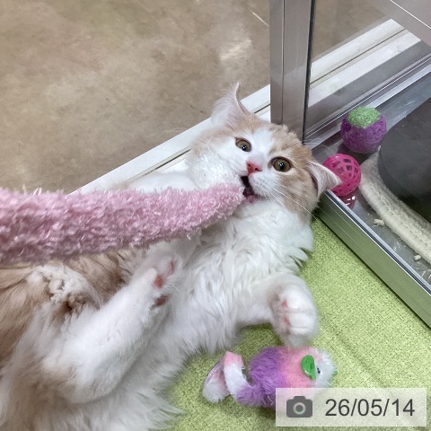 埼玉県のサイベリアン (ペットプラス 羽生店/2026年1月2日生まれ/男の子/クリームホワイト)の子猫の3枚目の画像