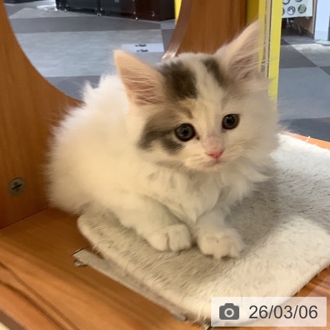 岡山県のサイベリアン (ペットプラス 岡山店/2026年1月2日生まれ/女の子/ダイリュートキャリコバン)の子猫の4枚目の画像