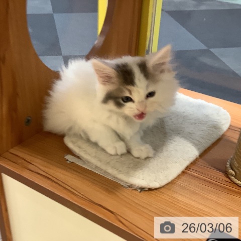 岡山県のサイベリアン (ペットプラス 岡山店/2026年1月2日生まれ/女の子/ダイリュートキャリコバン)の子猫の3枚目の画像