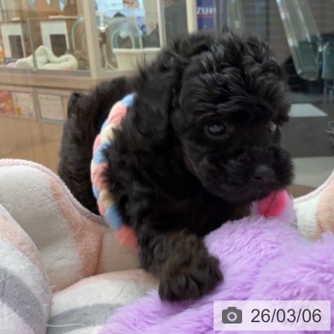 トイ・プードルの写真