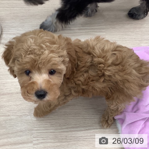 埼玉県のトイプードル(トイ) (ペットプラス 上尾店/2026年1月3日生まれ/女の子/アプリコット)の子犬の4枚目の画像