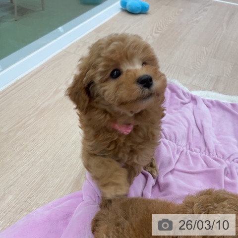 埼玉県のトイプードル(トイ) (ペットプラス 上尾店/2026年1月3日生まれ/女の子/アプリコット)の子犬の3枚目の画像