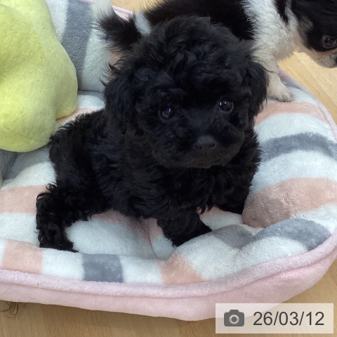 埼玉県のトイプードル(トイ) (ペットプラス 浦和美園店/2026年1月3日生まれ/女の子/ブラック)の子犬の4枚目の画像