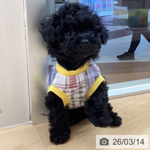 埼玉県のトイプードル(トイ) (ペットプラス 浦和美園店/2026年1月3日生まれ/女の子/ブラック)の子犬の4枚目の画像