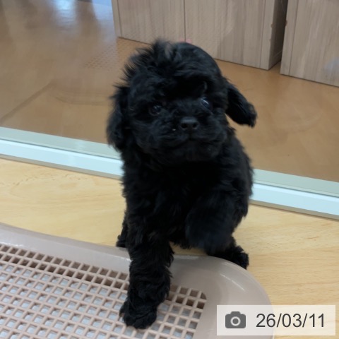 埼玉県のトイプードル(トイ) (ペットプラス 浦和美園店/2026年1月3日生まれ/女の子/ブラック)の子犬の3枚目の画像