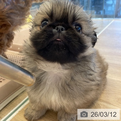 神奈川県のペキニーズ (ペットプラス テラスモール湘南店/2026年1月3日生まれ/男の子/フォーン)の子犬の3枚目の画像