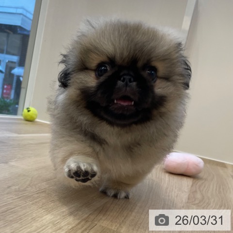 神奈川県のペキニーズ (ペットプラス テラスモール湘南店/2026年1月3日生まれ/男の子/フォーン)の子犬の3枚目の画像