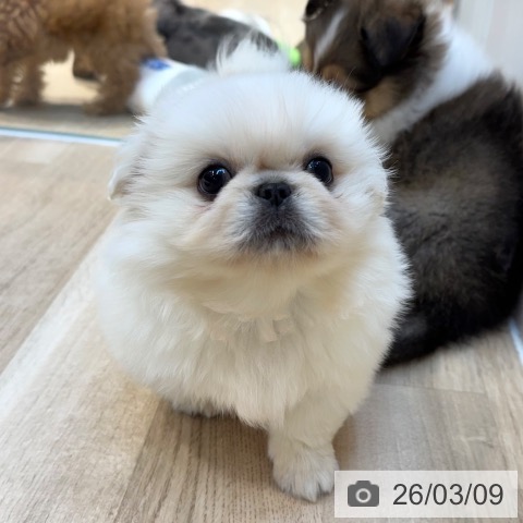 東京都のペキニーズ (ペットプラス アクアシティお台場店/2026年1月3日生まれ/女の子/ホワイト)の子犬の4枚目の画像