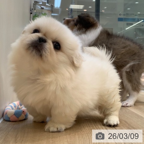 東京都のペキニーズ (ペットプラス アクアシティお台場店/2026年1月3日生まれ/女の子/ホワイト)の子犬の3枚目の画像