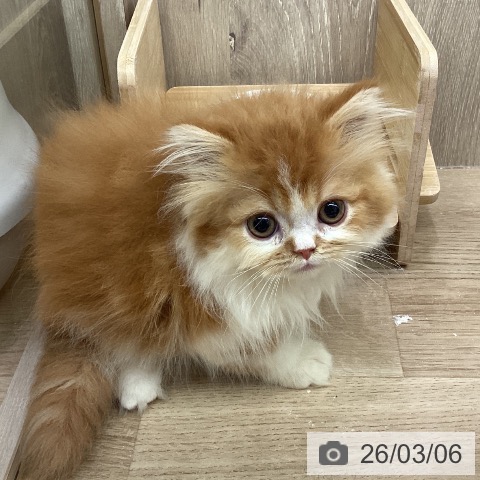 埼玉県のスコティッシュフォールド (ペットプラス 与野店/2025年12月15日生まれ/男の子/レッドタビーホワイト)の子猫の4枚目の画像