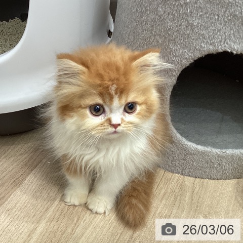 埼玉県のスコティッシュフォールド (ペットプラス 与野店/2025年12月15日生まれ/男の子/レッドタビーホワイト)の子猫の3枚目の画像