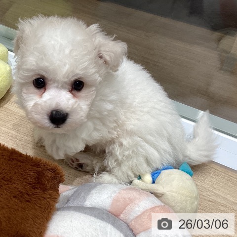 ビション・フリーゼの写真