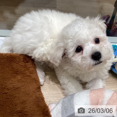 ビション・フリーゼの写真