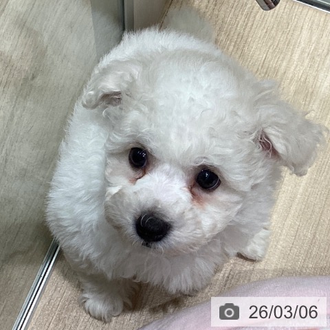 東京都のビションフリーゼ (ペットプラス 立川高島屋S.C.店/2025年12月31日生まれ/男の子/ホワイト)の子犬の4枚目の画像