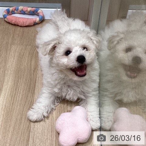 東京都のビションフリーゼ (ペットプラス 立川高島屋S.C.店/2025年12月31日生まれ/男の子/ホワイト)の子犬の3枚目の画像