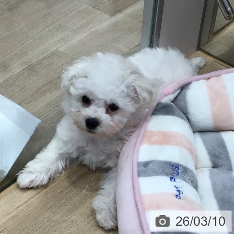 ビション・フリーゼの写真