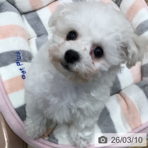 ビション・フリーゼの写真