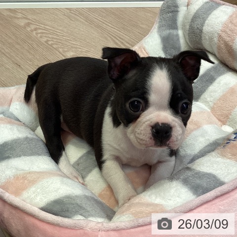 千葉県のボストンテリア (ペットプラス 幕張新都心店/2026年1月4日生まれ/女の子/ボストンカラー)の子犬の3枚目の画像