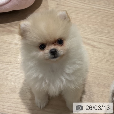 埼玉県のポメラニアン (ペットプラス コクーンシティ店/2025年12月28日生まれ/女の子/クリーム)の子犬の4枚目の画像